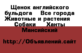 Щенок английского бульдога  - Все города Животные и растения » Собаки   . Ханты-Мансийский